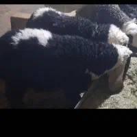 3عدد بره نر جری اصل عتیقه هستن بره ها