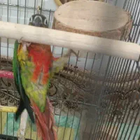 گرینچیک وراج فیلم حرف زدن در اگهی