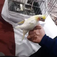 جوجه عروس هلندی|پرنده|تهران, هفده شهریور|دیوار