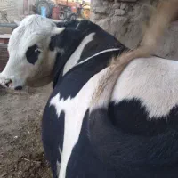 سلاخ حرفه ای قصاب|خدمات پذیرایی، مراسم|ملایر, |دیوار