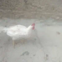 فروش جوجه محلی