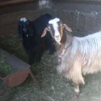 بز و بزغاله|حیوانات مزرعه|شیروان (لرستان), |دیوار