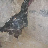 مرغ و خروس لاری اصیل