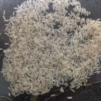 محصولی اقتصادی پرمحصول برنج طارم گرم