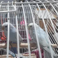 مرغ عشق|پرنده|رشت, شهرک پردیسان|دیوار