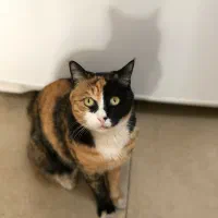 گربه گمشده نامجو|حیوانات|مشهد, شهید بهشتی|دیوار