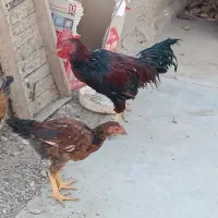 دو عدد خروس محلی چاق سالم