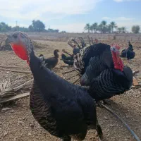 فروش بوقلمون