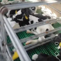 کارگر شیردوش