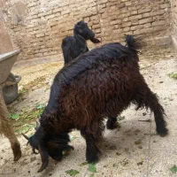 بزغاله نروماده