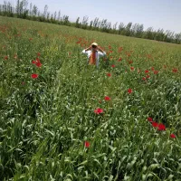 زمین ابی در روستای النجق