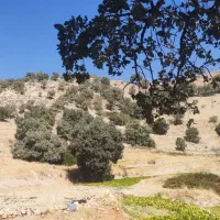 فروش لوبیا چیتی|خوردنی و آشامیدنی|سپیدار, |دیوار