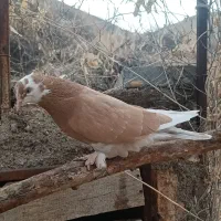 کبوتر پرشی|پرنده|ماهنشان, |دیوار