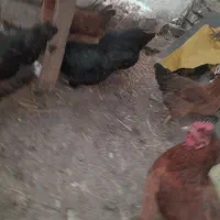 فریک سالم و درشت|حیوانات مزرعه|محمدیه-قزوین, |دیوار