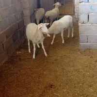 میش و بره ماده بلانش لاکن