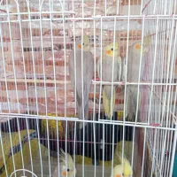 عروس هلندی|پرنده|دورود, |دیوار