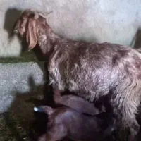 دو تابز پاکستانی دوقلو  دوتانر دوتا ماده