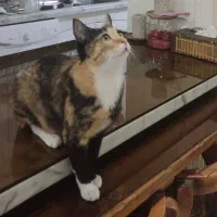 واگذاری مسئولانه ی گربه ی ماده