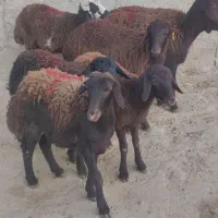 بره ماده قزل افشاری