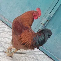 خروس|حیوانات مزرعه|بیلوار, |دیوار