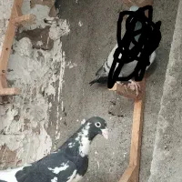 پلنگ سیاه نر پرشی|پرنده|رضویه, |دیوار