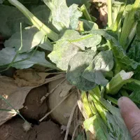 پیش فروش چغندر ولایتی مخصوص دام|خدمات باغبانی و درختکاری|زاوه, |دیوار