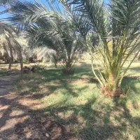 فروش اب کشاورزی|فروش دفتر صنعتی، کشاورزی، تجاری|سیب و سوران, |دیوار