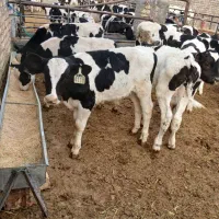 50راس گوساله نر