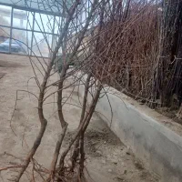 بهصرفه پربازده مقاوم نهال بادام آماده تحویل|خدمات باغبانی و درختکاری|مشهد, نوید|دیوار