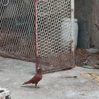 تعدادی بهبهونی|پرنده|شیراز, شهرک مدرس|دیوار