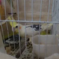 عروس هلندی|پرنده|چهاردانگه (تهران), |دیوار
