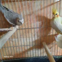 معاوضه با گرینچیک