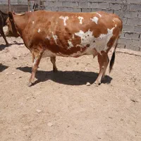 گاو ابستن