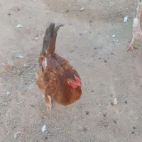 خروس|حیوانات مزرعه|ماهیدشت, |دیوار