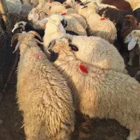 بره|حیوانات مزرعه|جیرفت, |دیوار