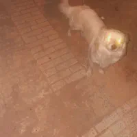 سگ پارامین ماده