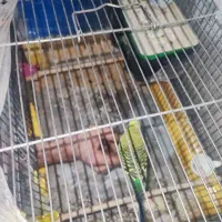 مرغ عشق جفت سلامت