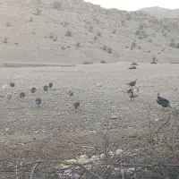 بوقلمون محلی ، تخم گذار|حیوانات مزرعه|بهبهان, |دیوار