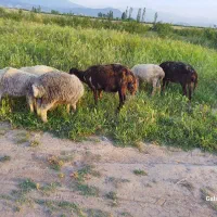 ۲تا گوسفند جوان و۵ تا بره قربانی قیمت مناسب حراج