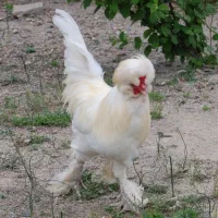 تخم نطفه دار ابریشمی وسلطان