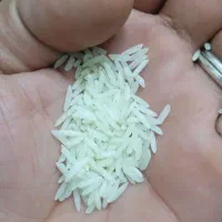 برنج صددرصدهاشمی سورتینگ شده سه الکه