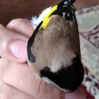 سیره حلب|پرنده|سرپل ذهاب, |دیوار