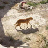 سگ نر یک ساله هست
