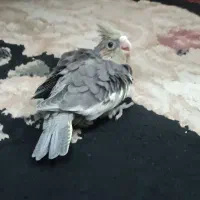 جوجه عروس هلندی|پرنده|تهران, جیحون|دیوار