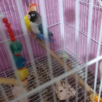 جفت طوطی برزیلی