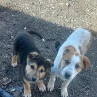 توله سرابی|سگ|کرمانشاه, |دیوار