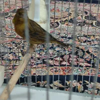 ماده کبالت جفتی سهر /20000000|پرنده|پاکدشت, پاکدشت (مامازند)|دیوار