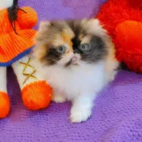 بچه گربه پرشین اگزوتیک مینیاتوری|گربه|تهران, چیتگر جنوبی|دیوار