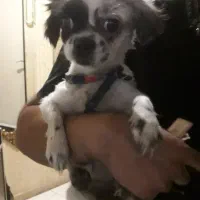 واگذاری سگ‌ماده  نژاد دار پاکوتاه