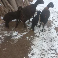 میش‌بردار‌جوان